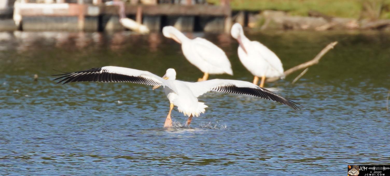 20201030 Old Hickory Lake TN Pelicans